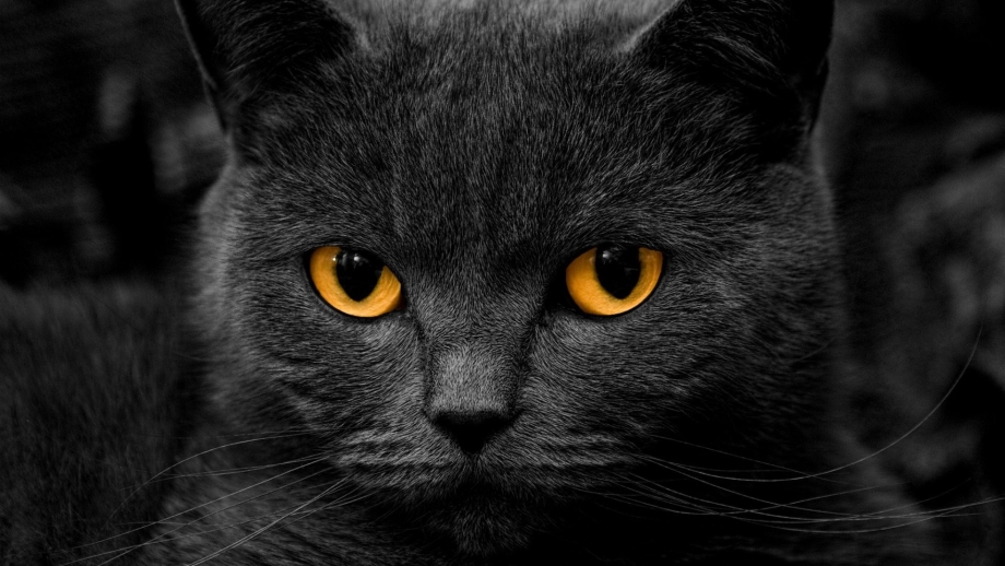 Шартрез кот черный