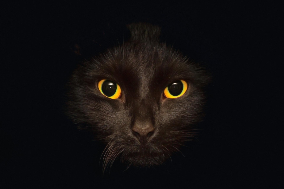 Чёрный кот
