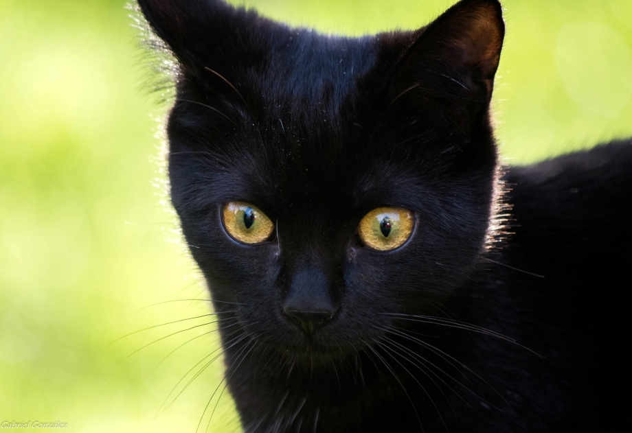 Кот Корат черный
