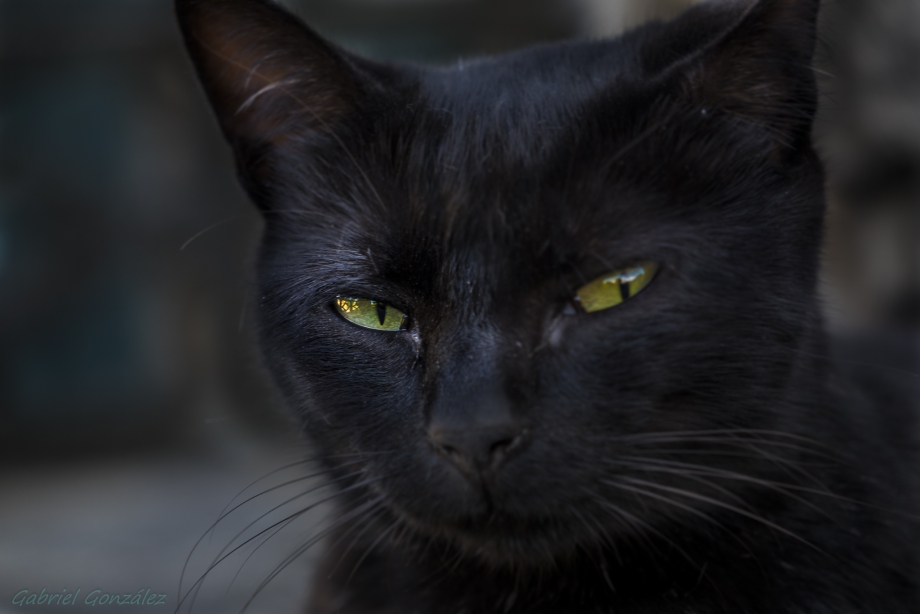 Корат кошка черная