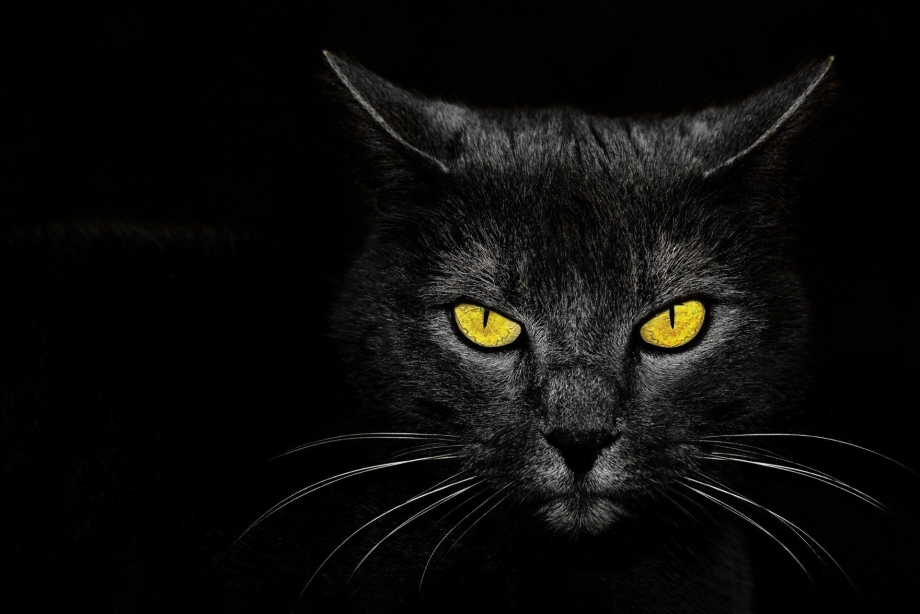 Чёрный кот