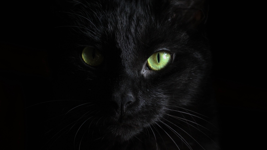 Черная кошка