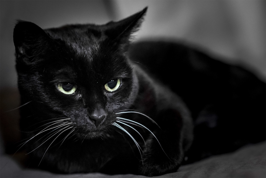 Красивая черная кошка