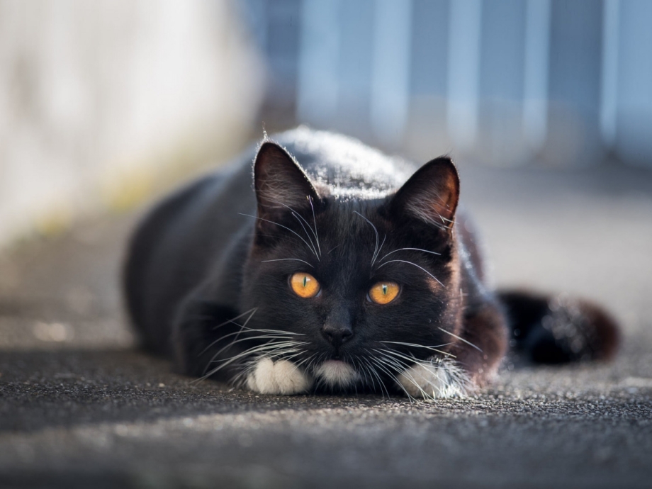 Морда черного кота
