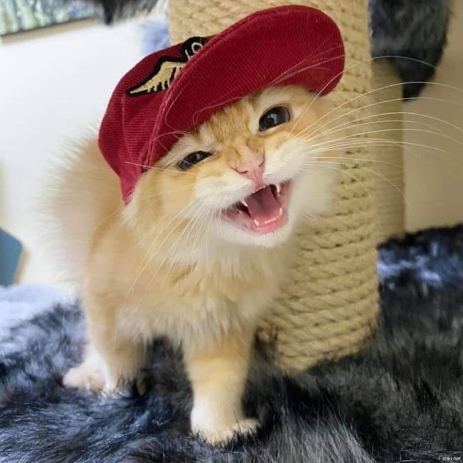 Кошка в кепке