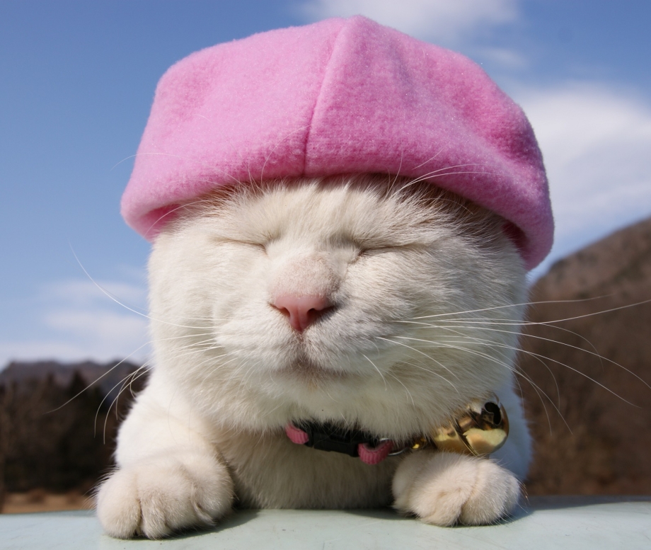 Кот в чалме