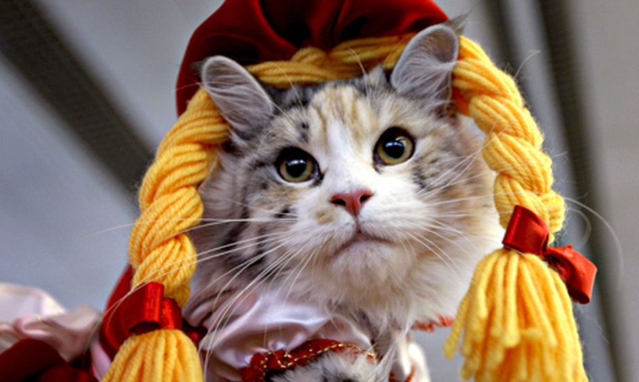 Кошка с косичками