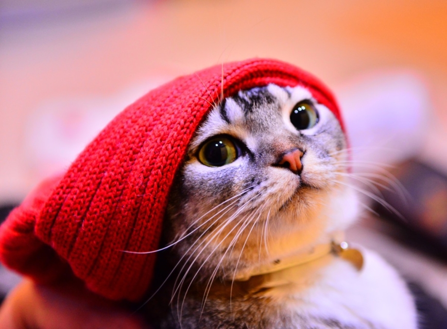 Котенок в шапочке