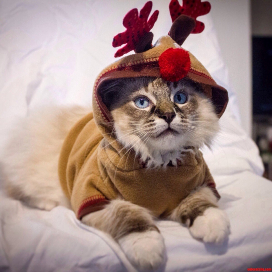 Костюм оленя для кота