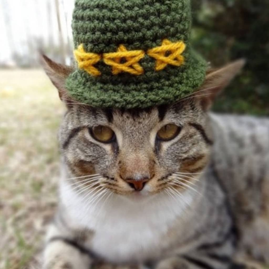 Шлюпа русский кот