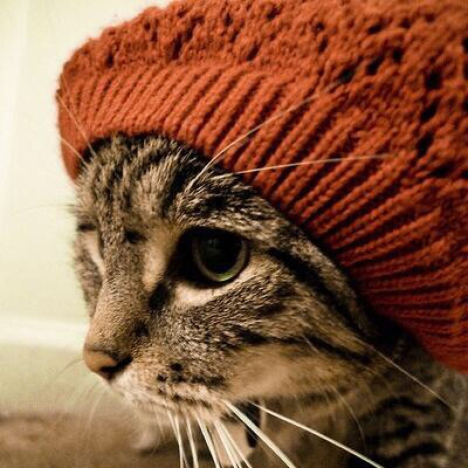 Котик в шапочке и очках