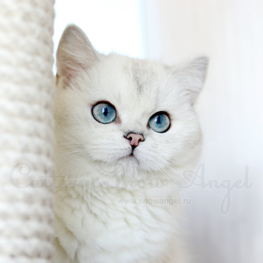 Котята шиншиллы британские помет