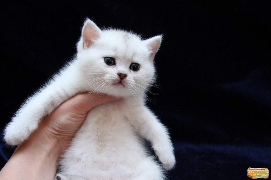 Котята британцы белые