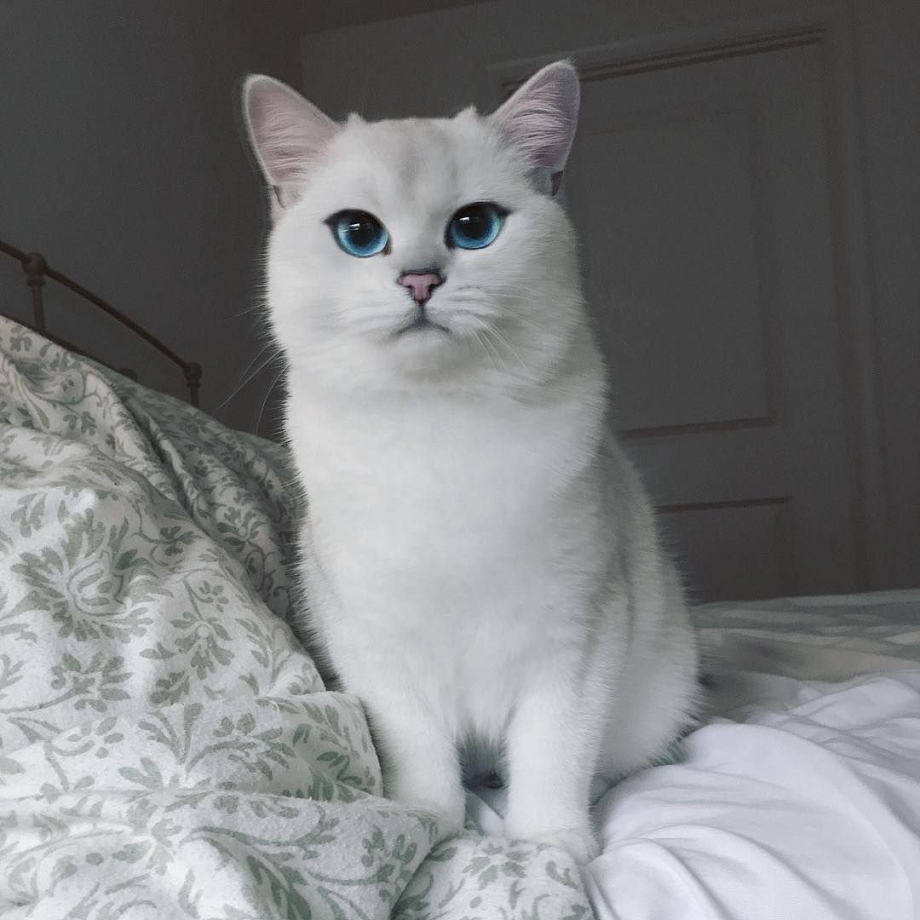 Бурмилла шиншилла
