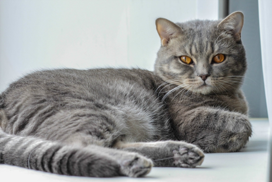 Шотландский котенок прямоухий