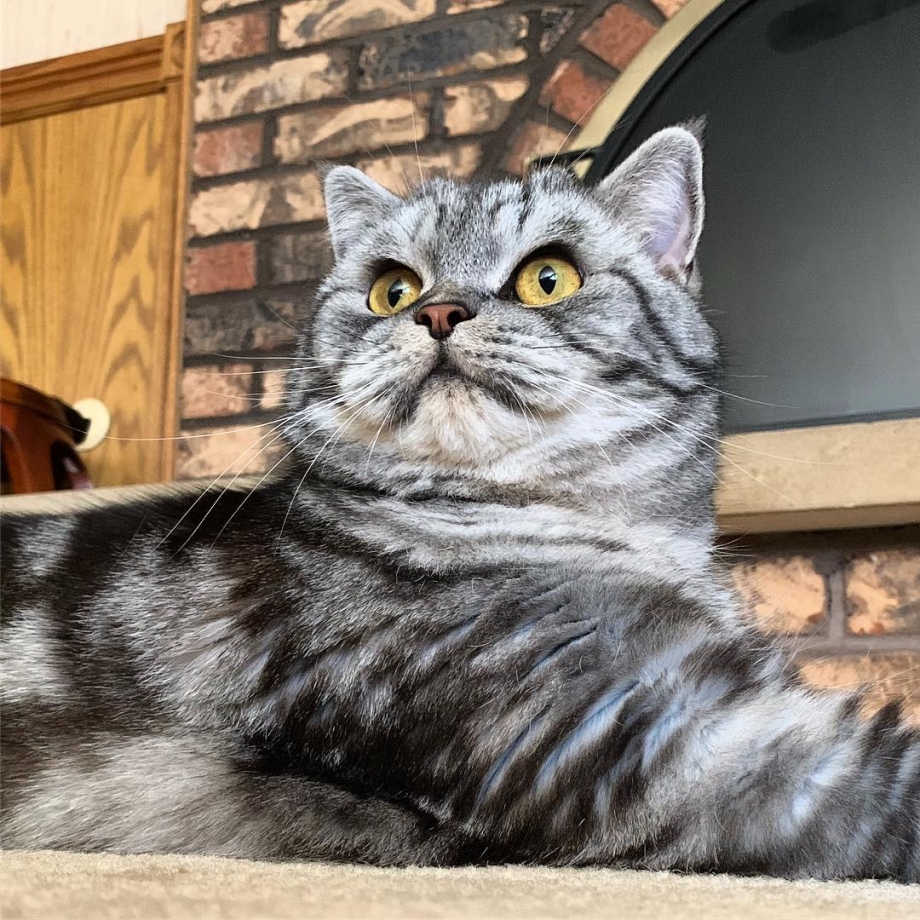 Скоттиш страйт