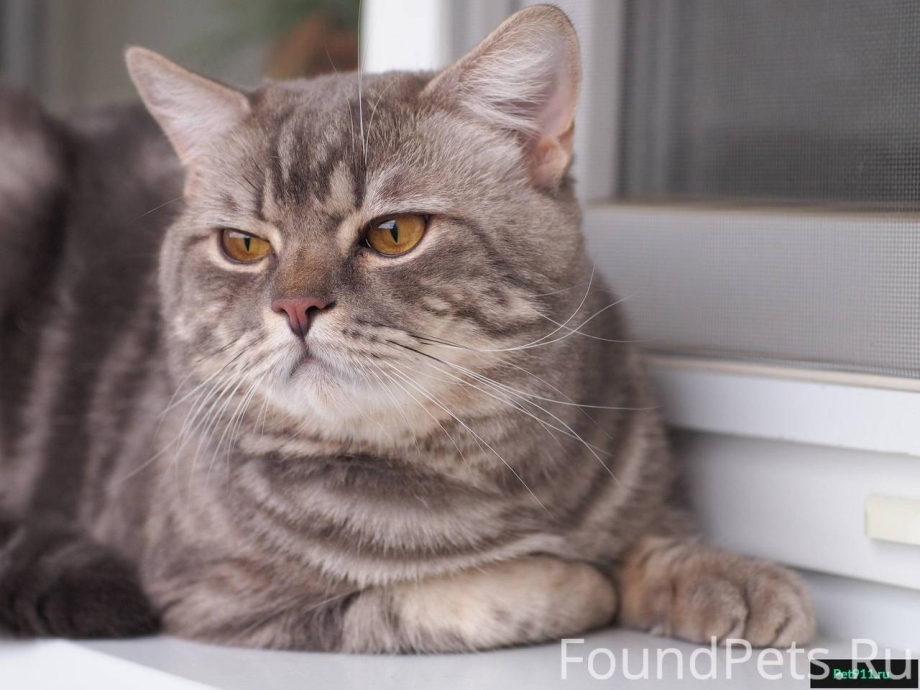 Коты скоттиш страйт