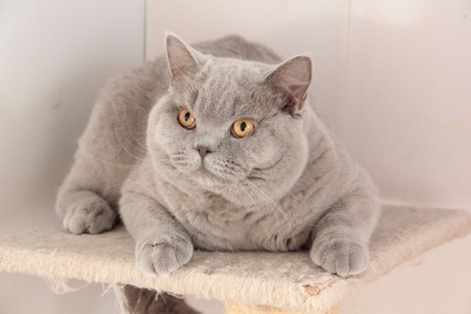 Кот шотландец скоттиш страйт