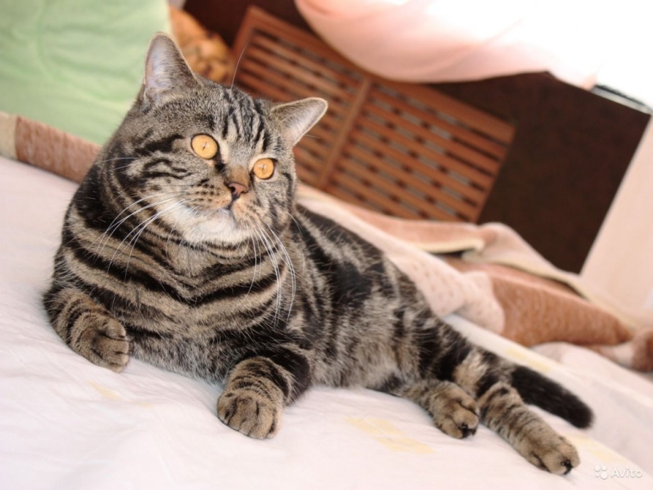 Шотландская кошка прямоухая