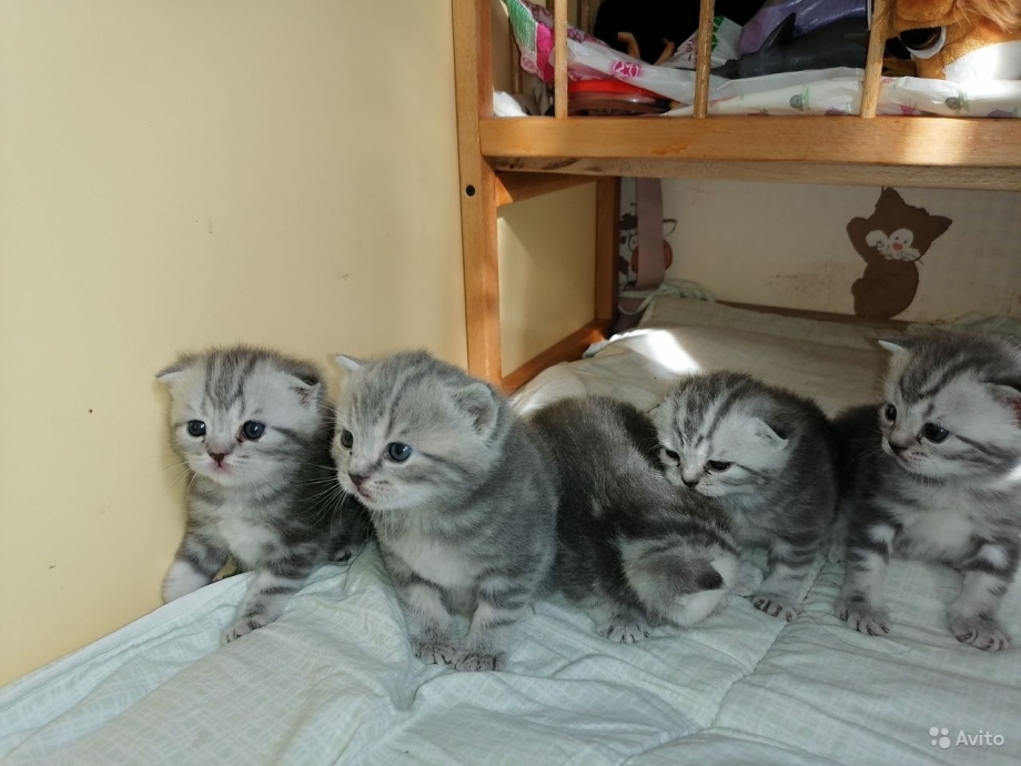 Скоттиш страйт и скоттиш фолд отличия