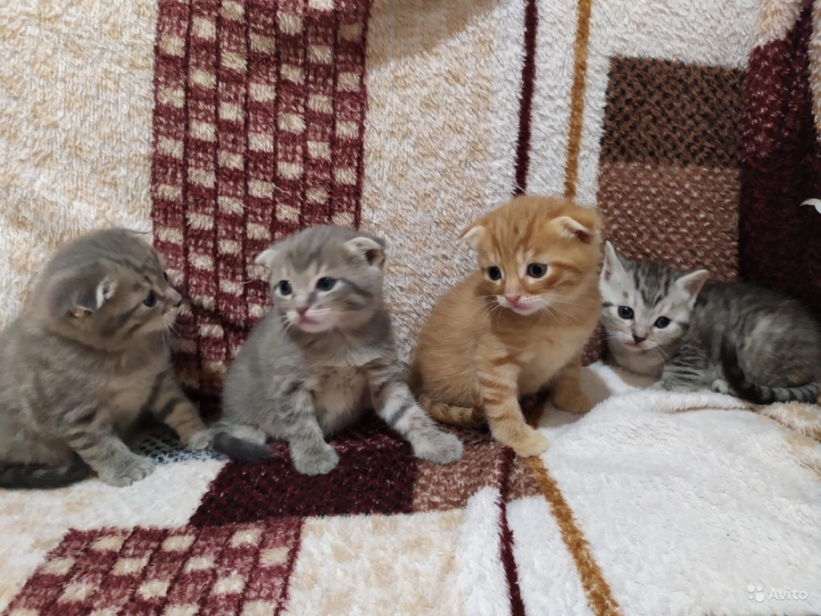 Вислоухие котята обычные