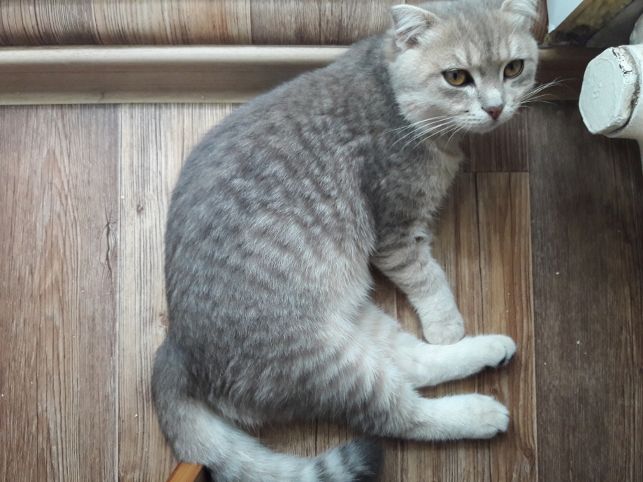 Метис скоттиш фолд