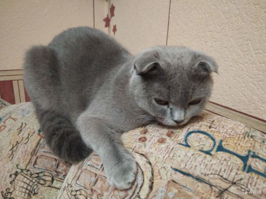Британский вислоухий котенок Плавск