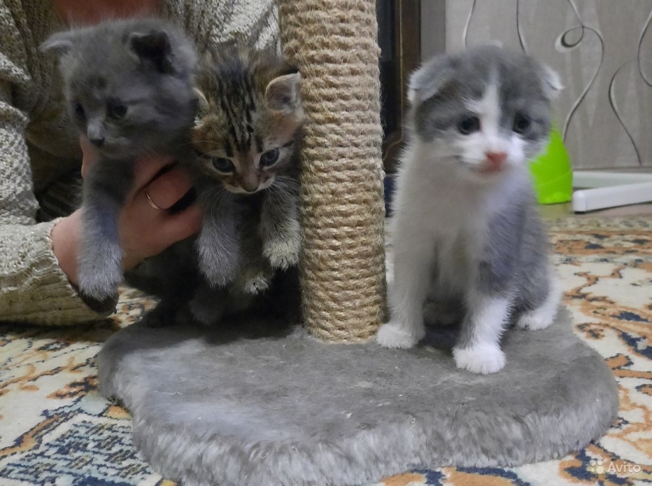 Метис шотландской кошки