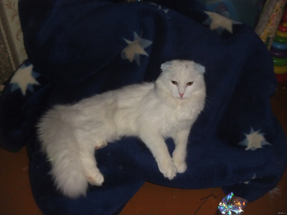 Котята нашли себе укрытие