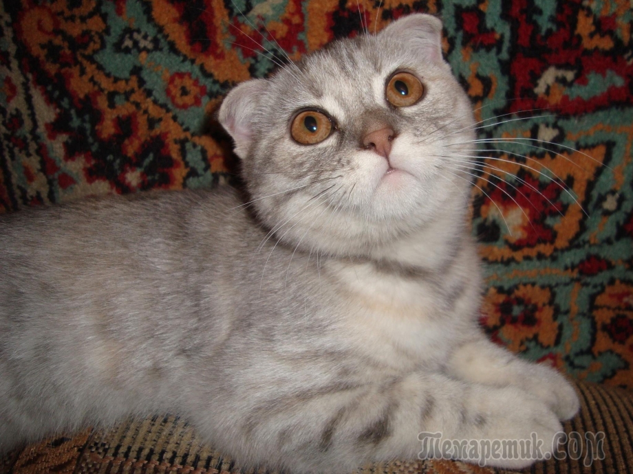 Помесь британца с вислоухой