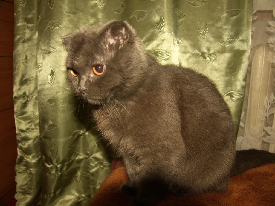 Метрика шотландского котенка