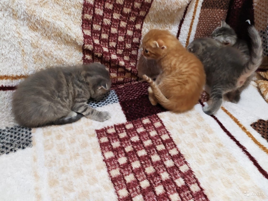 Котенок вислоухой кошки и обычного кота