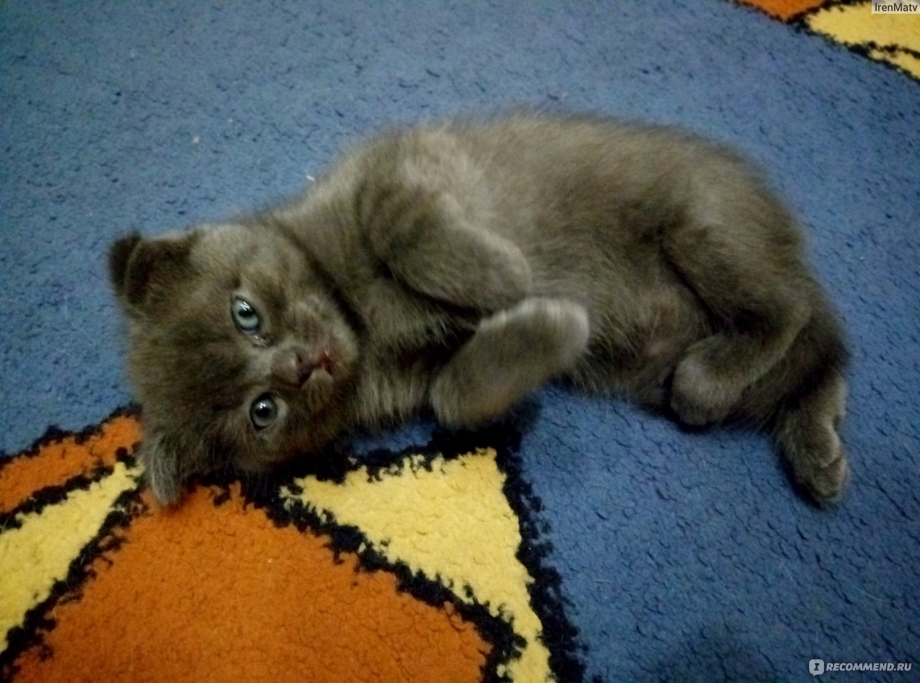 Вислоухие котята помесь