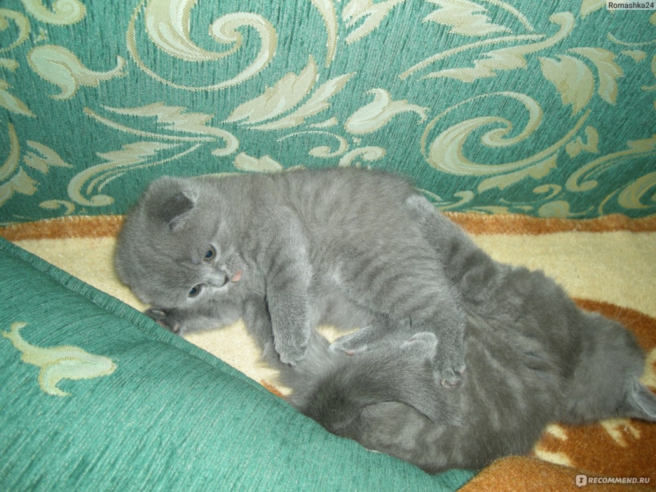 Дневник серый котенок д40-6315