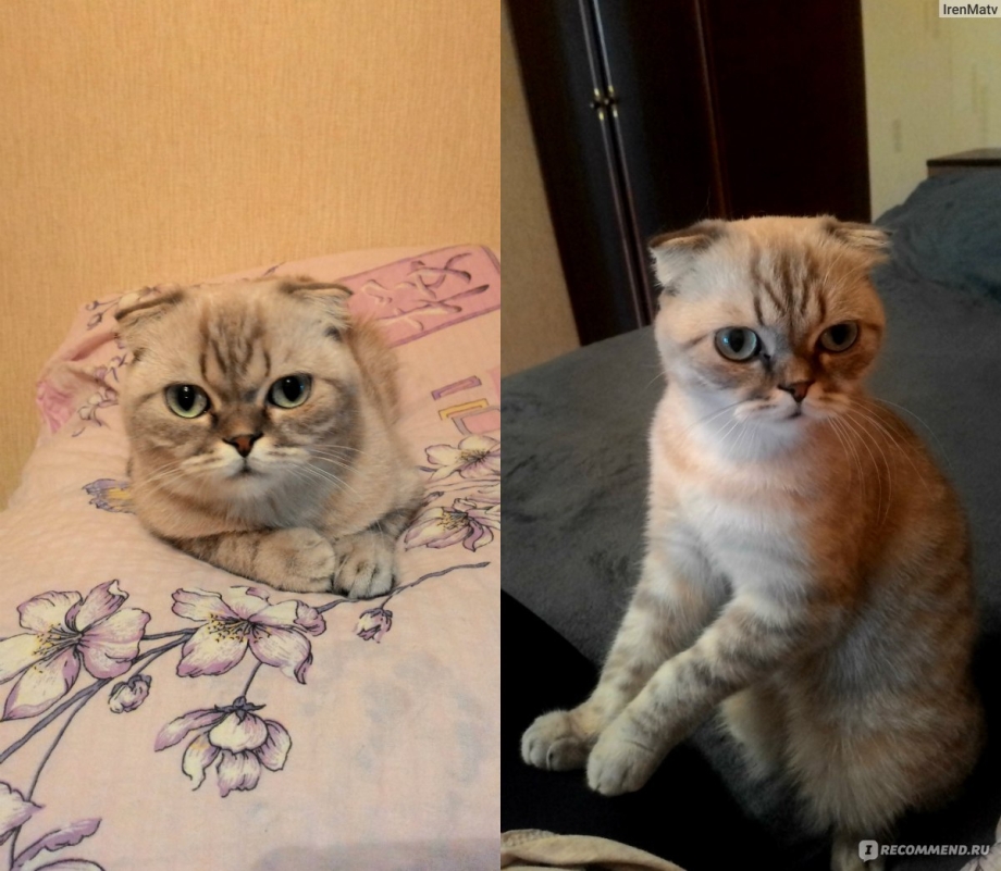 Смесь вислоухого с обычным