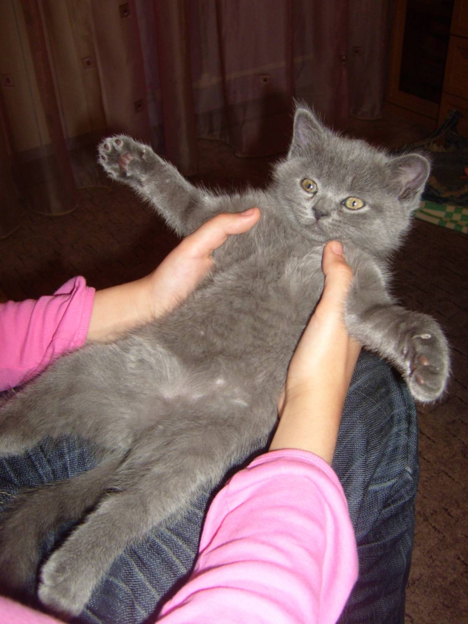 Кошка метис скоттиш фолд