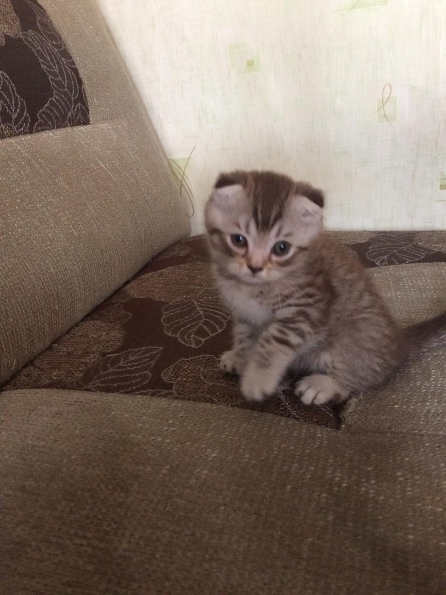 Скоттиш фолд смесь