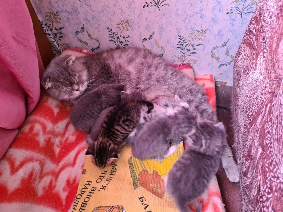 Метис скоттиш фолд