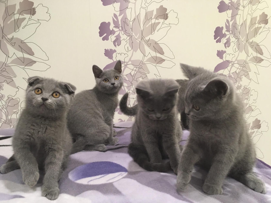 Двое шотландских котов
