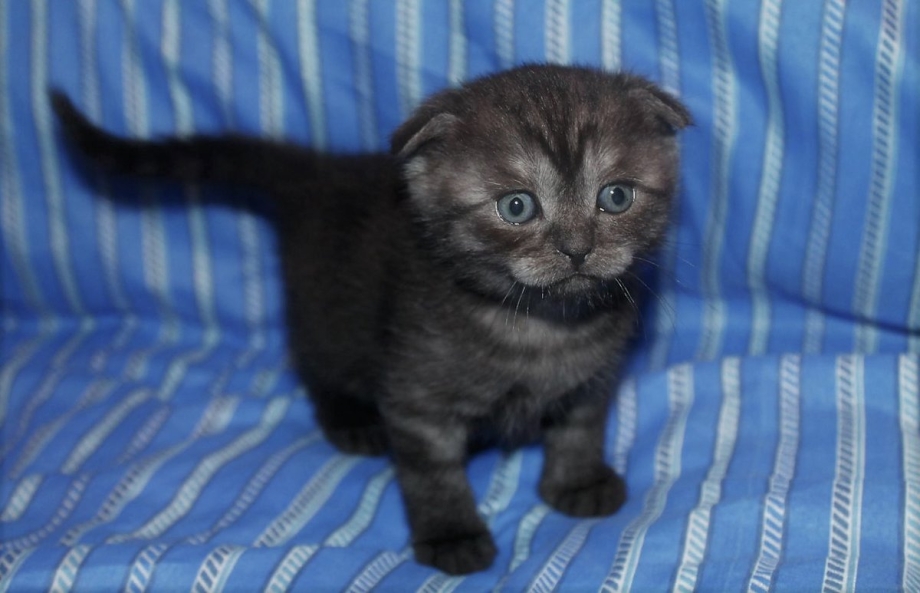 Вислоухий кот смесь