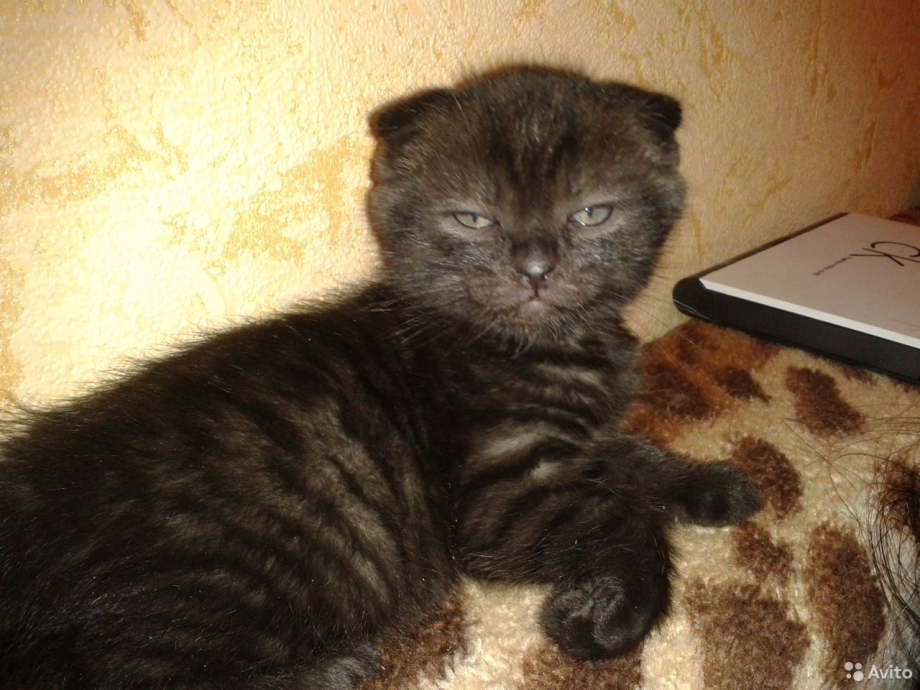 Шотландская вислоухая кошка метис