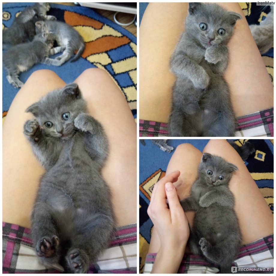 Отдаю вислоухих котят