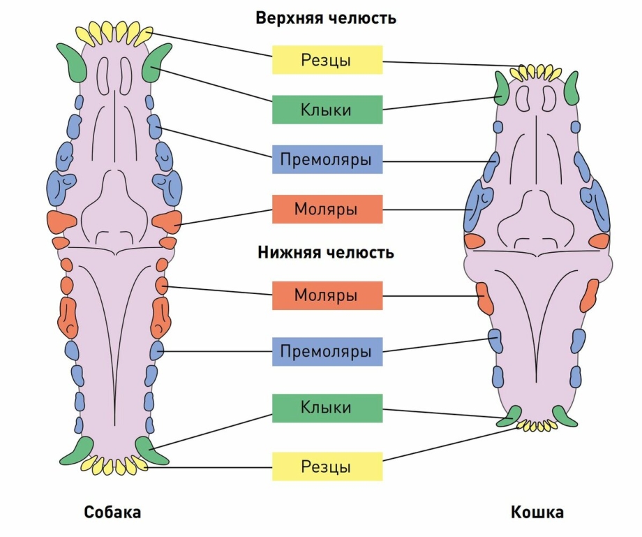 Зубы котов схема