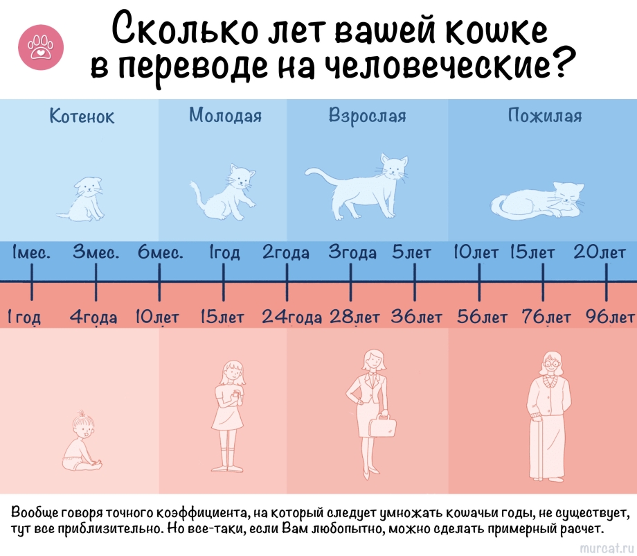 Возраст кошки по человеческим меркам таблица