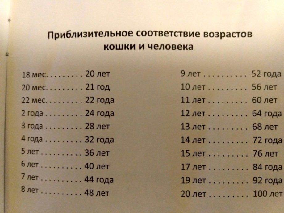 Соответствие возраста кошки и человека таблица