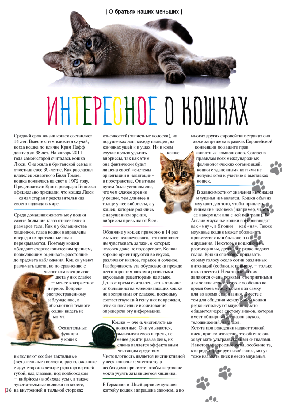 Размер кошки