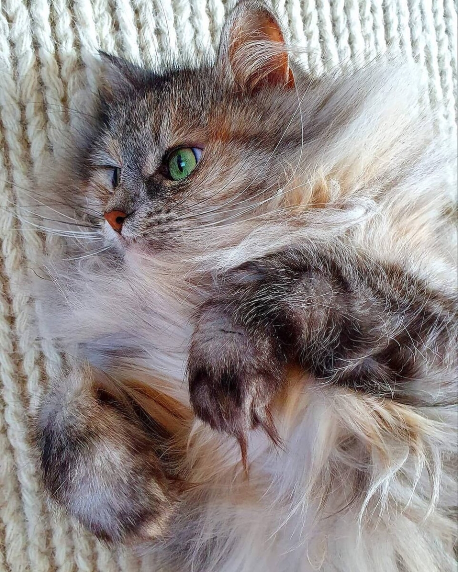 Сибиряк кошка