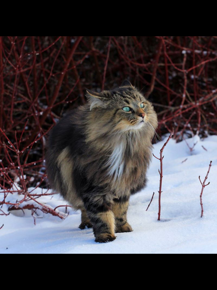 Норвежский Лесной кот