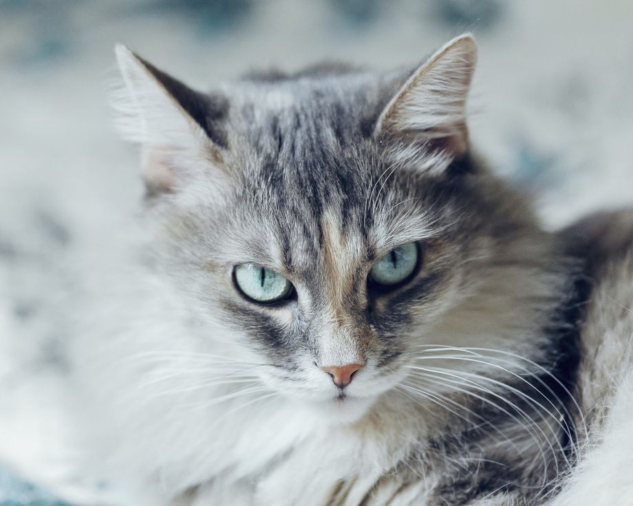 Сибирская длинношерстная кошка