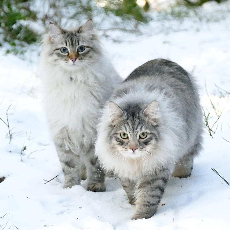 Норвежская Лесная кошка трехцветная